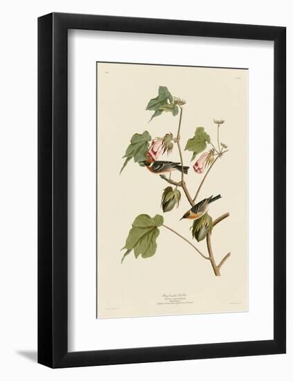 Bay-Breasted Warbler-John James Audubon-Framed Art Print