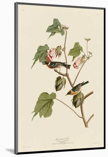 Bay-Breasted Warbler-John James Audubon-Mounted Art Print