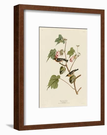 Bay-Breasted Warbler-John James Audubon-Framed Art Print