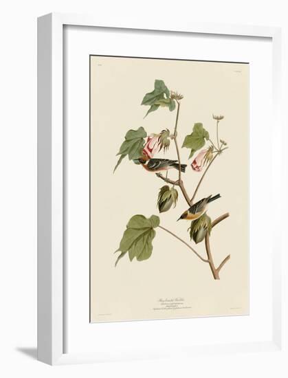 Bay-Breasted Warbler-John James Audubon-Framed Giclee Print