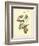 Bay Breasted Wood-Warbler-John James Audubon-Framed Art Print