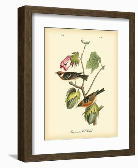 Bay Breasted Wood-Warbler-John James Audubon-Framed Art Print