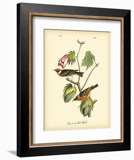 Bay Breasted Wood-Warbler-John James Audubon-Framed Art Print