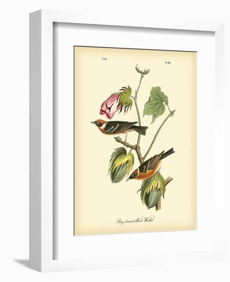 Bay Breasted Wood-Warbler-John James Audubon-Framed Art Print