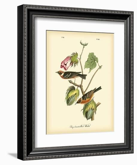 Bay Breasted Wood-Warbler-John James Audubon-Framed Art Print