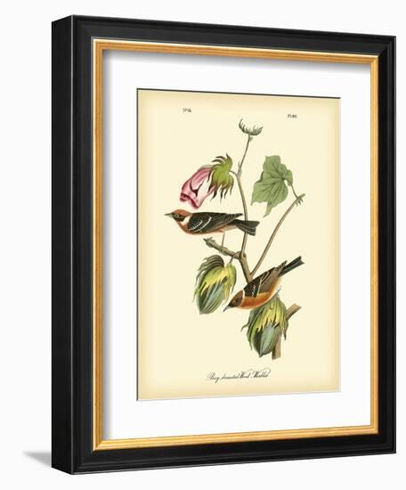 Bay Breasted Wood-Warbler-John James Audubon-Framed Art Print