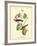 Bay Breasted Wood-Warbler-John James Audubon-Framed Art Print