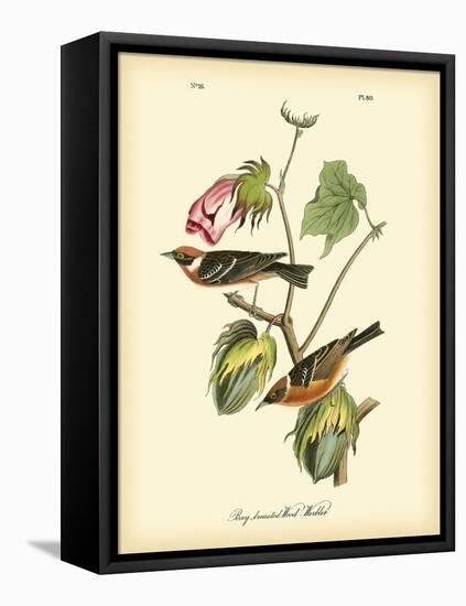 Bay Breasted Wood-Warbler-John James Audubon-Framed Stretched Canvas