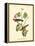 Bay Breasted Wood-Warbler-John James Audubon-Framed Stretched Canvas