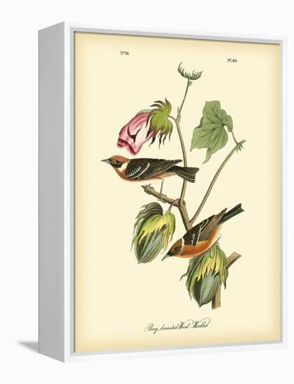 Bay Breasted Wood-Warbler-John James Audubon-Framed Stretched Canvas