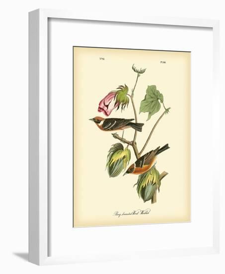 Bay Breasted Wood-Warbler-John James Audubon-Framed Art Print