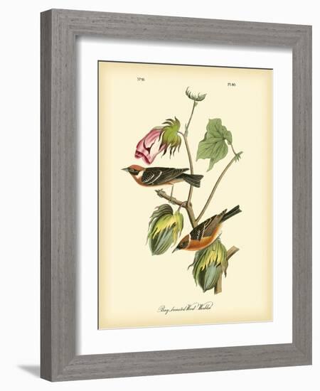 Bay Breasted Wood-Warbler-John James Audubon-Framed Art Print