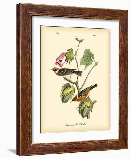 Bay Breasted Wood-Warbler-John James Audubon-Framed Art Print