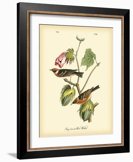 Bay Breasted Wood-Warbler-John James Audubon-Framed Art Print