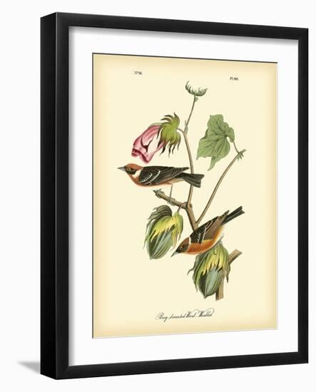 Bay Breasted Wood-Warbler-John James Audubon-Framed Art Print