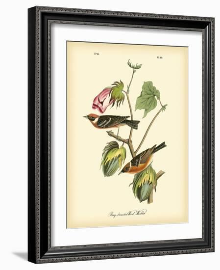 Bay Breasted Wood-Warbler-John James Audubon-Framed Art Print