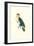 Bay Headed Parrot - Pionites Leucogasper-Edward Lear-Framed Art Print