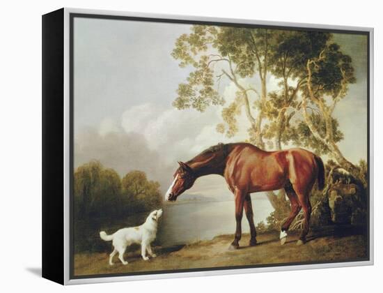 Bay Horse and White Dog-George Stubbs-Framed Stretched Canvas