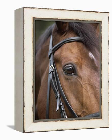 Bay Horse in Bridle-null-Framed Premier Image Canvas