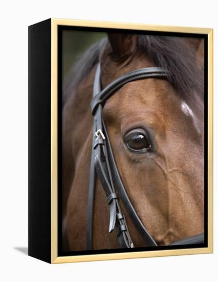 Bay Horse in Bridle-null-Framed Premier Image Canvas