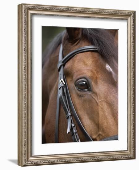 Bay Horse in Bridle-null-Framed Photographic Print