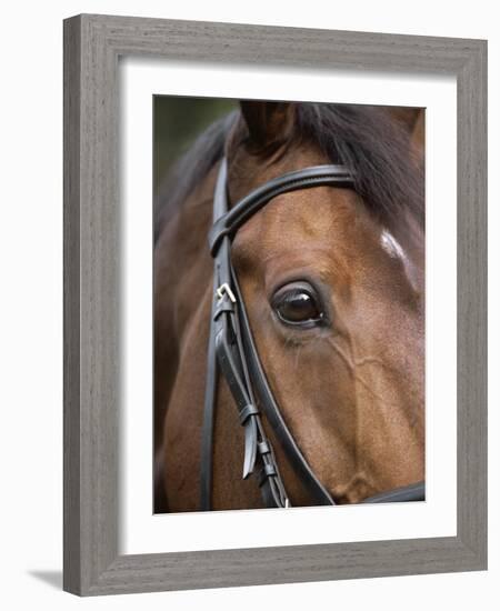 Bay Horse in Bridle-null-Framed Photographic Print