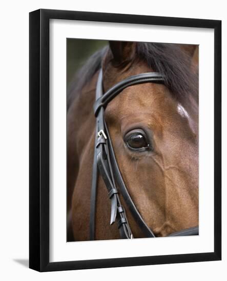 Bay Horse in Bridle-null-Framed Photographic Print