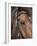 Bay Horse in Bridle-null-Framed Photographic Print
