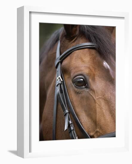 Bay Horse in Bridle-null-Framed Photographic Print