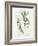 Bay Leaf and Juniper-Elissa Della-piana-Framed Art Print