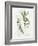 Bay Leaf and Juniper-Elissa Della-piana-Framed Art Print