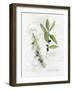 Bay Leaf and Juniper-Elissa Della-piana-Framed Art Print