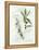 Bay Leaf and Juniper-Elissa Della-piana-Framed Stretched Canvas