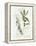 Bay Leaf and Juniper-Elissa Della-piana-Framed Stretched Canvas