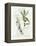 Bay Leaf and Juniper-Elissa Della-piana-Framed Stretched Canvas