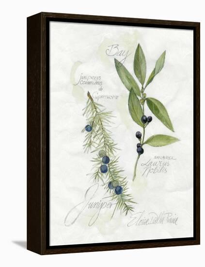 Bay Leaf and Juniper-Elissa Della-piana-Framed Stretched Canvas