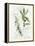 Bay Leaf and Juniper-Elissa Della-piana-Framed Stretched Canvas