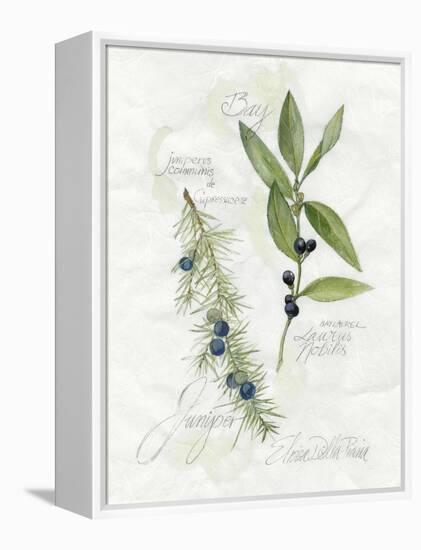 Bay Leaf and Juniper-Elissa Della-piana-Framed Stretched Canvas