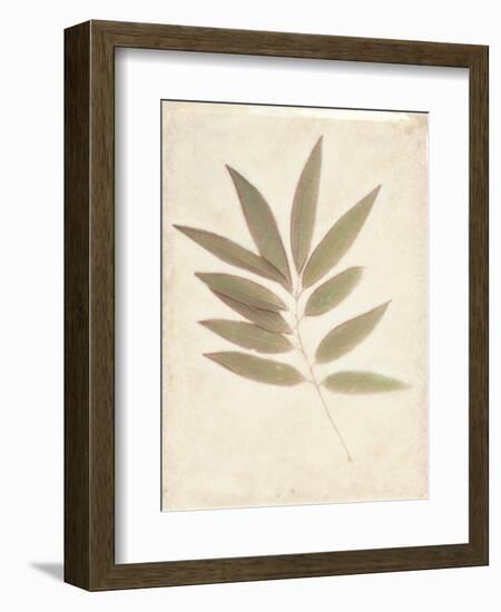 Bay Leaves-Amy Melious-Framed Art Print