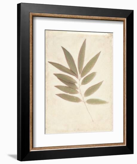 Bay Leaves-Amy Melious-Framed Art Print