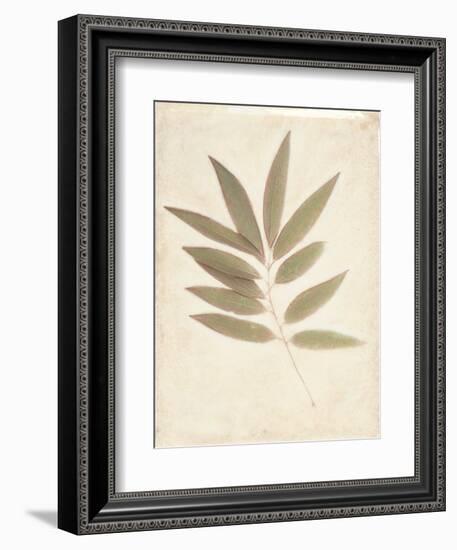 Bay Leaves-Amy Melious-Framed Art Print