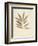 Bay Leaves-Amy Melious-Framed Art Print