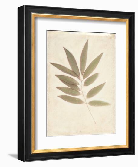 Bay Leaves-Amy Melious-Framed Art Print