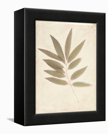 Bay Leaves-Amy Melious-Framed Stretched Canvas