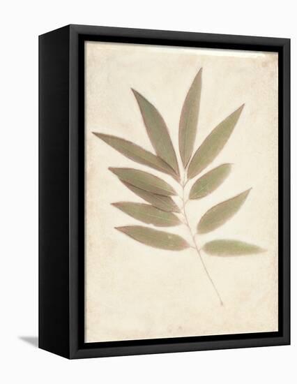 Bay Leaves-Amy Melious-Framed Stretched Canvas