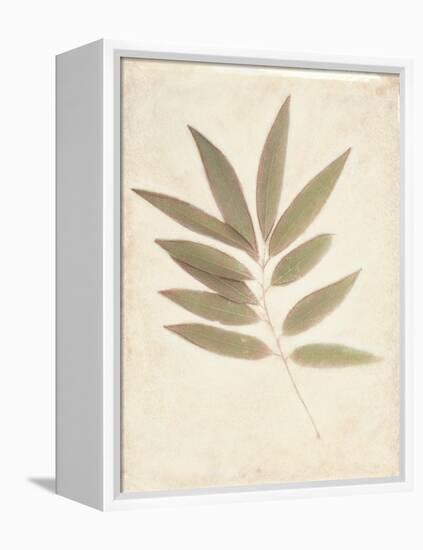 Bay Leaves-Amy Melious-Framed Stretched Canvas