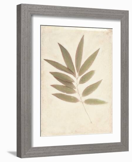 Bay Leaves-Amy Melious-Framed Art Print