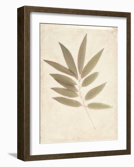 Bay Leaves-Amy Melious-Framed Art Print