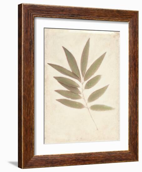 Bay Leaves-Amy Melious-Framed Art Print