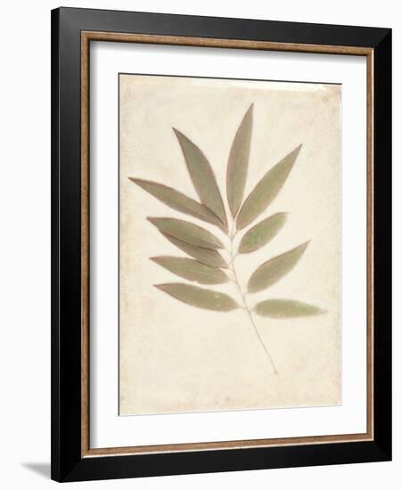 Bay Leaves-Amy Melious-Framed Art Print